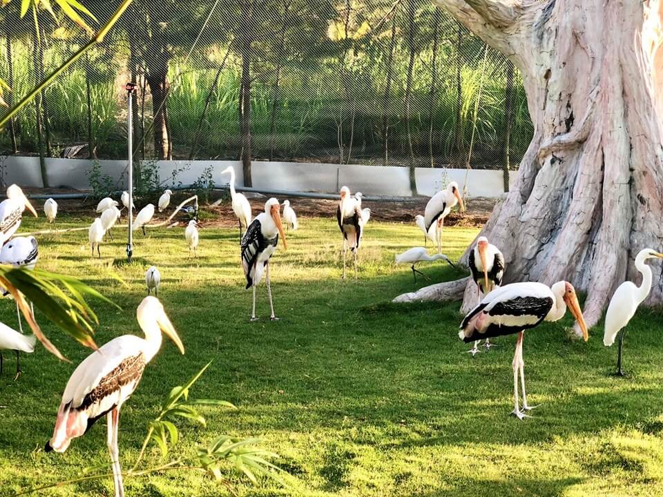 Khám phá các loài động vật tại FLC Zoo Safari Park